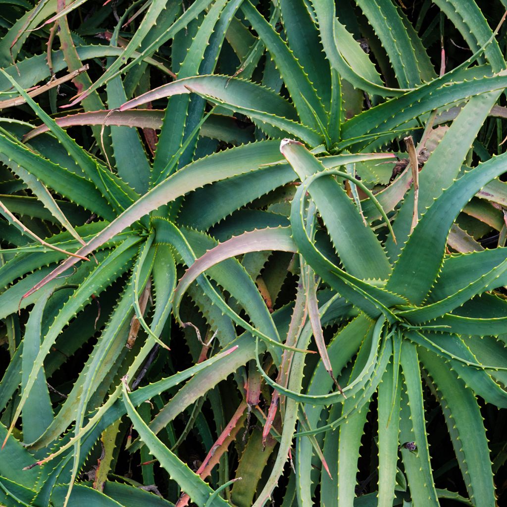 Aloe arborescens - Kandelaar aloë