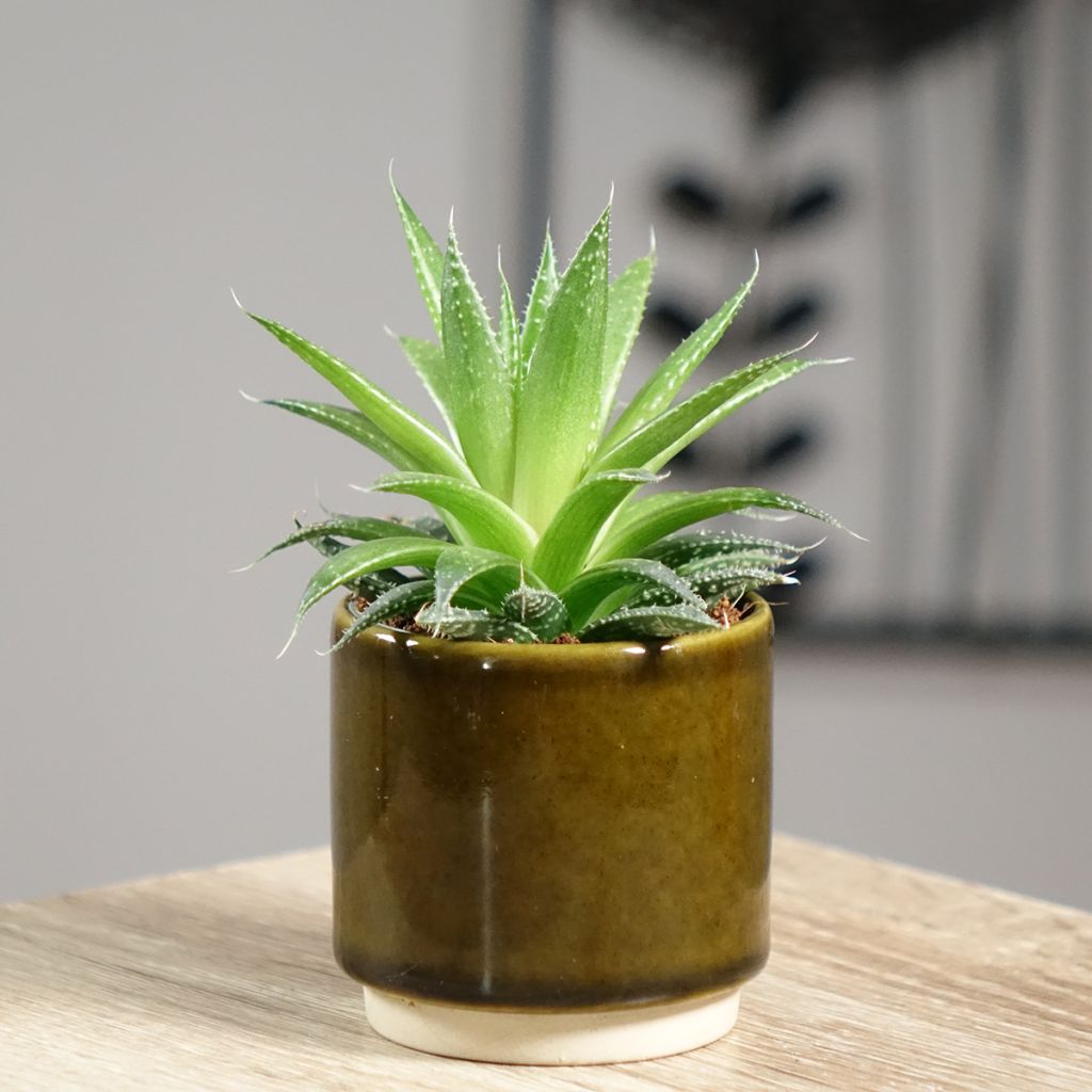 Aloe aristata - Aloë