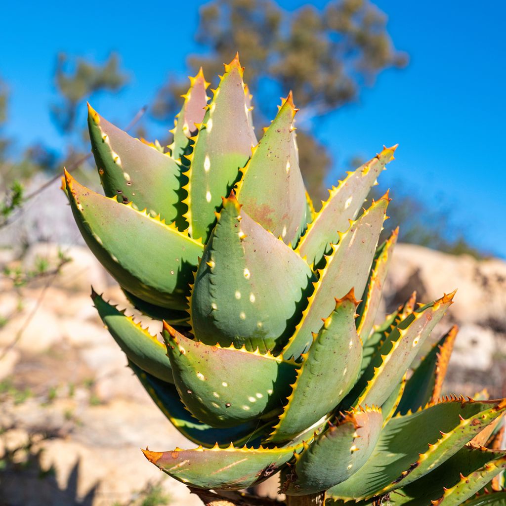 Aloe brevifolia - Kortbladige aloë