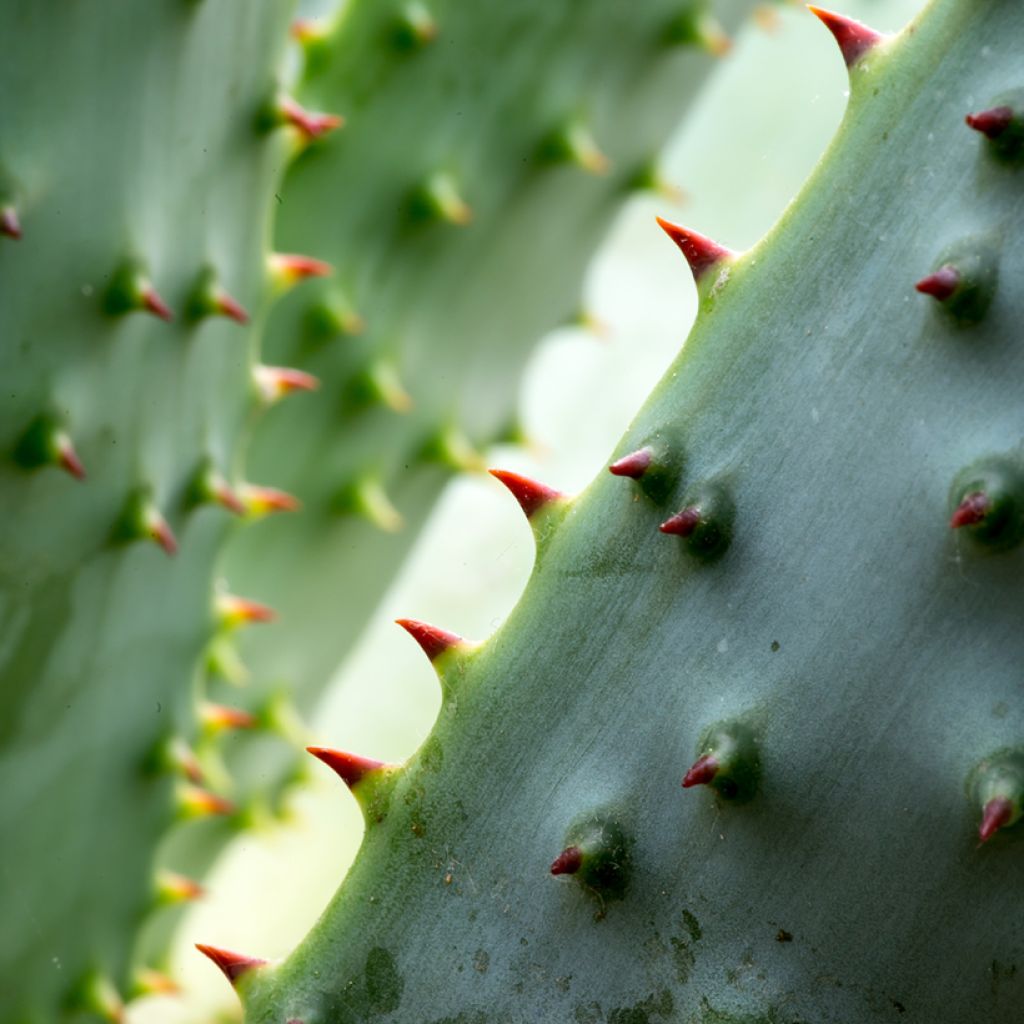 Aloe marlothii - Bergaloë