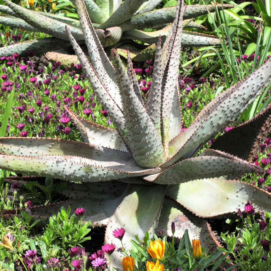 Aloe marlothii - Bergaloë