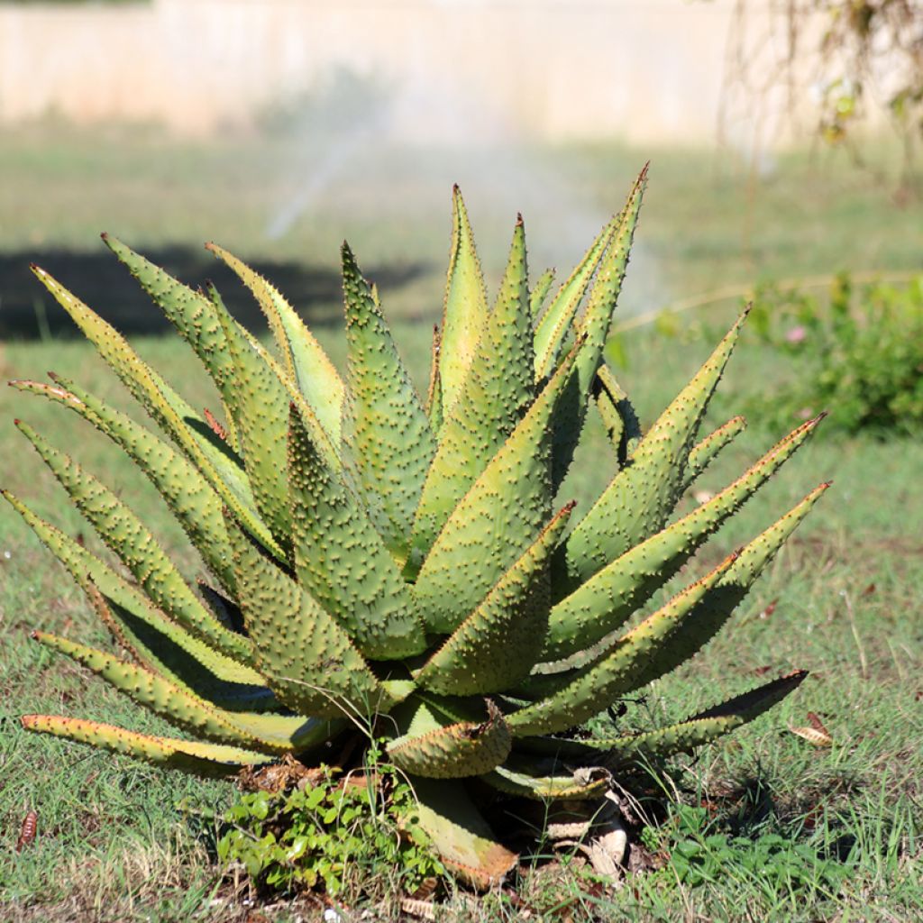 Aloe marlothii - Bergaloë
