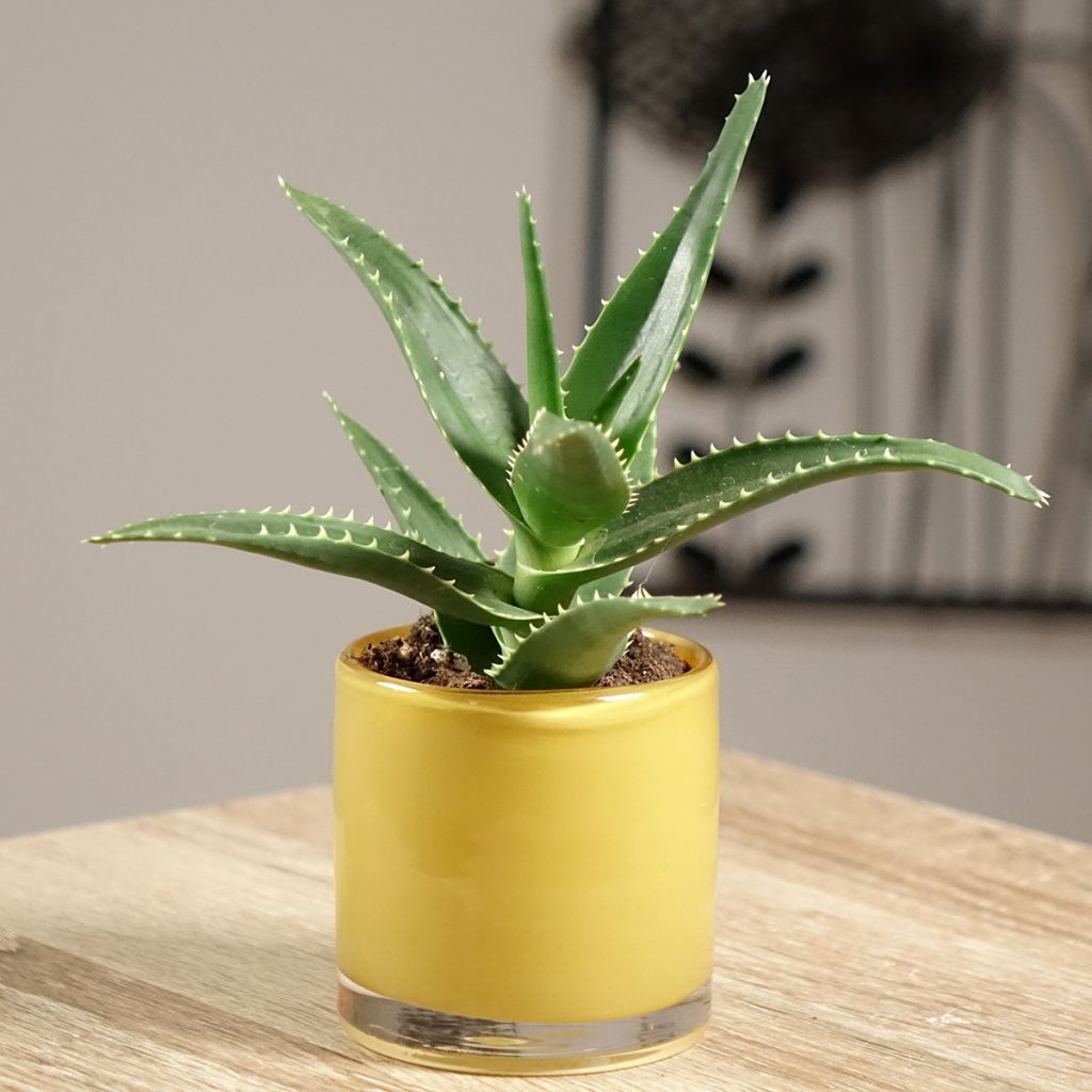 Aloe perfoliata - Aloë