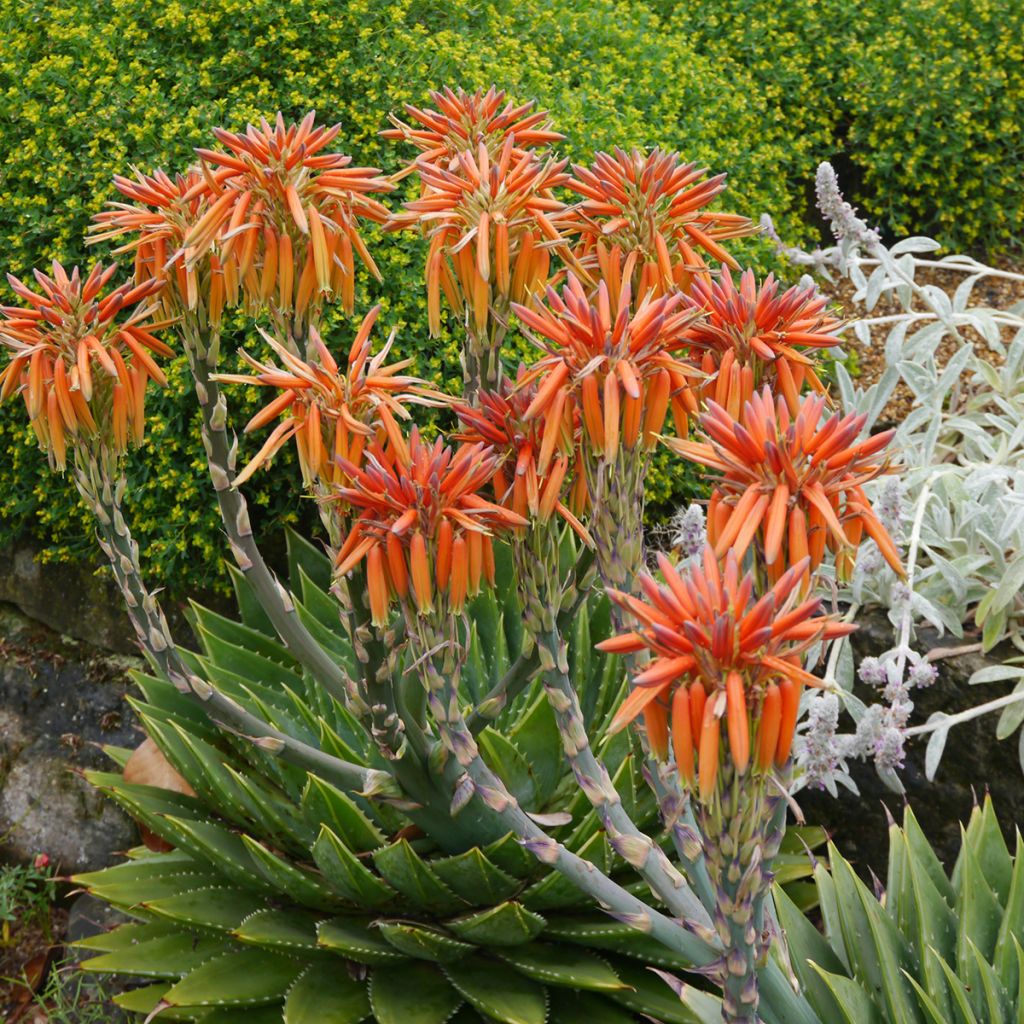 Aloe polyphylla - Spiraalaloë