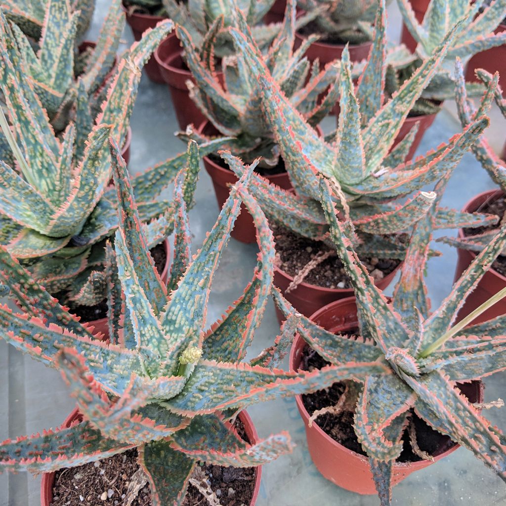Aloe rauhii Cleopatra - Boomaloë