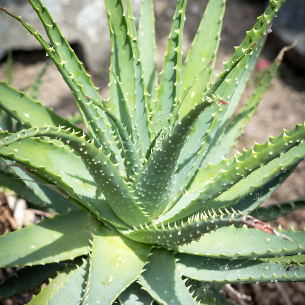 Aloe spinosissima - Spinnenaloë