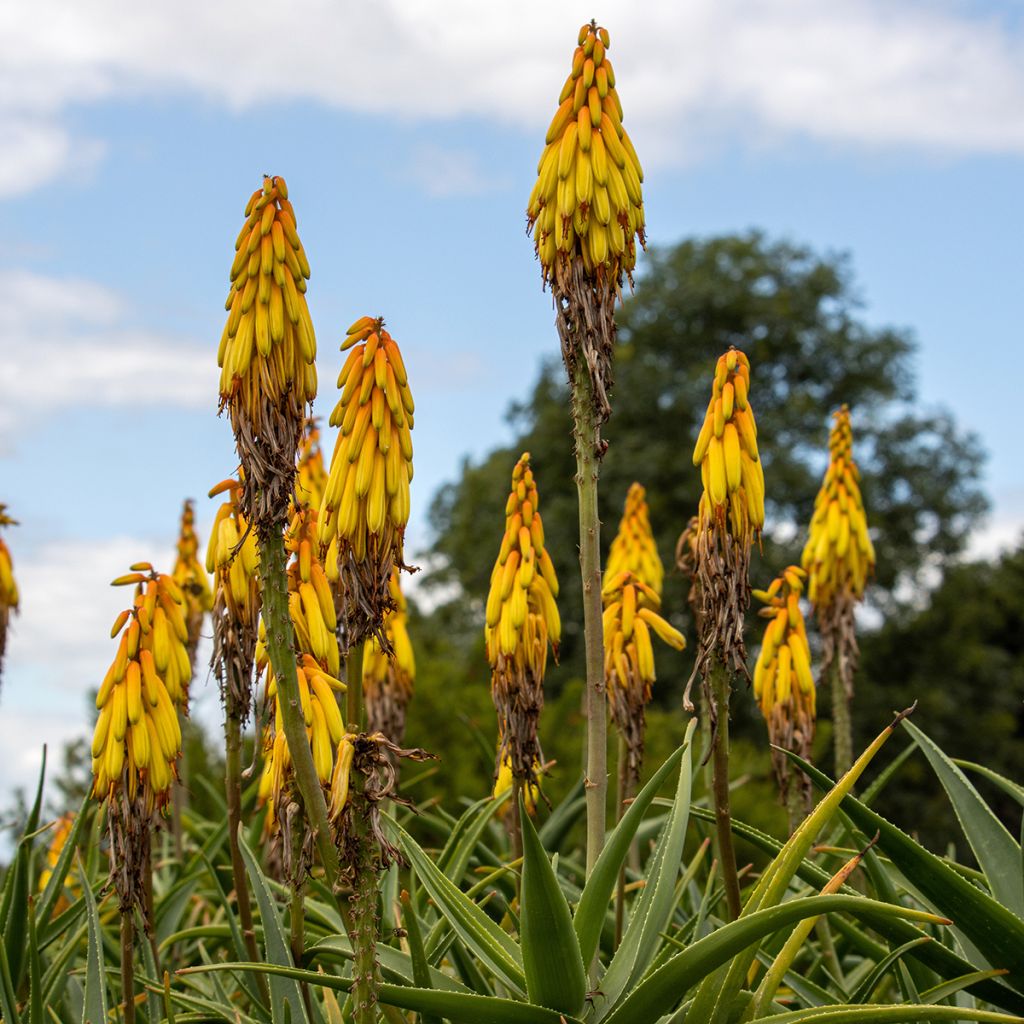 Aloe striatula - Boomaloë