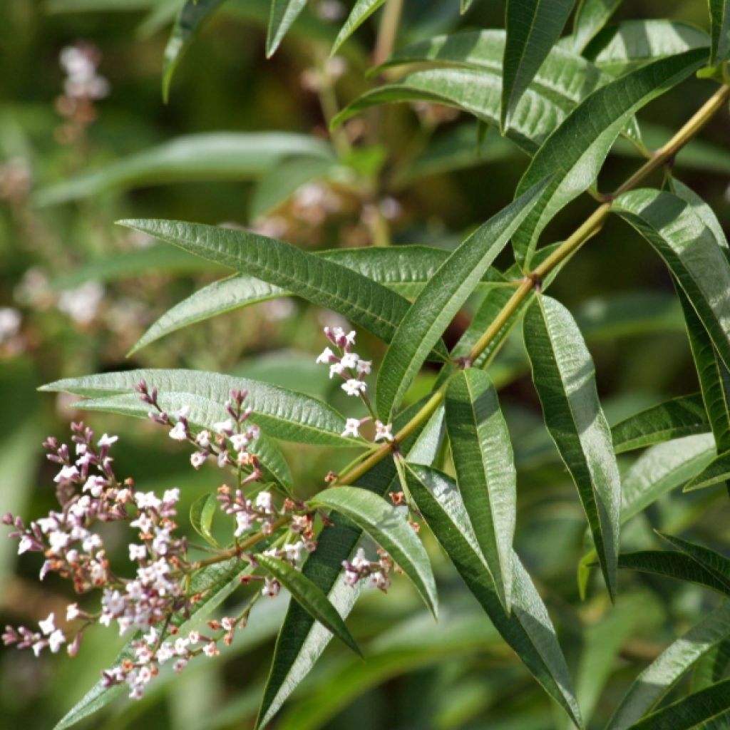 Citroenverbena - Aloysia triphylla (jonge planten)
