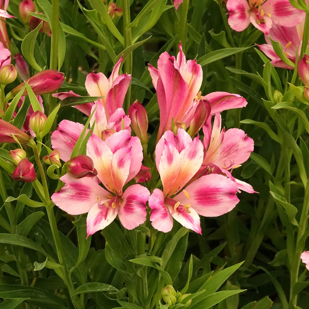 Alstroemeria Duchesses d'Anjou Emilie - Incalelie