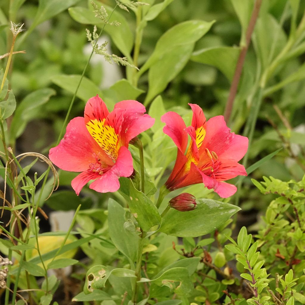 Alstroemeria Majestic Authion - Incalelie
