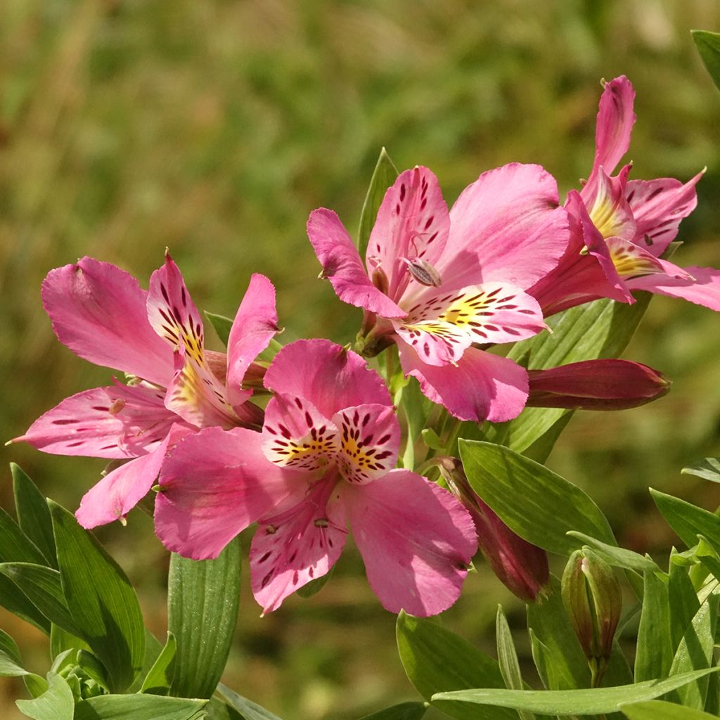 Alstroemeria Duc d'Anjou Charles - Incalelie