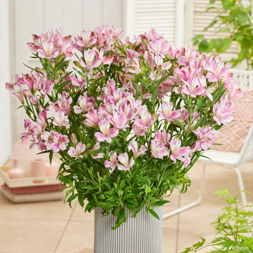 Alstroemeria Duchesses d'Anjou Emilie - Incalelie