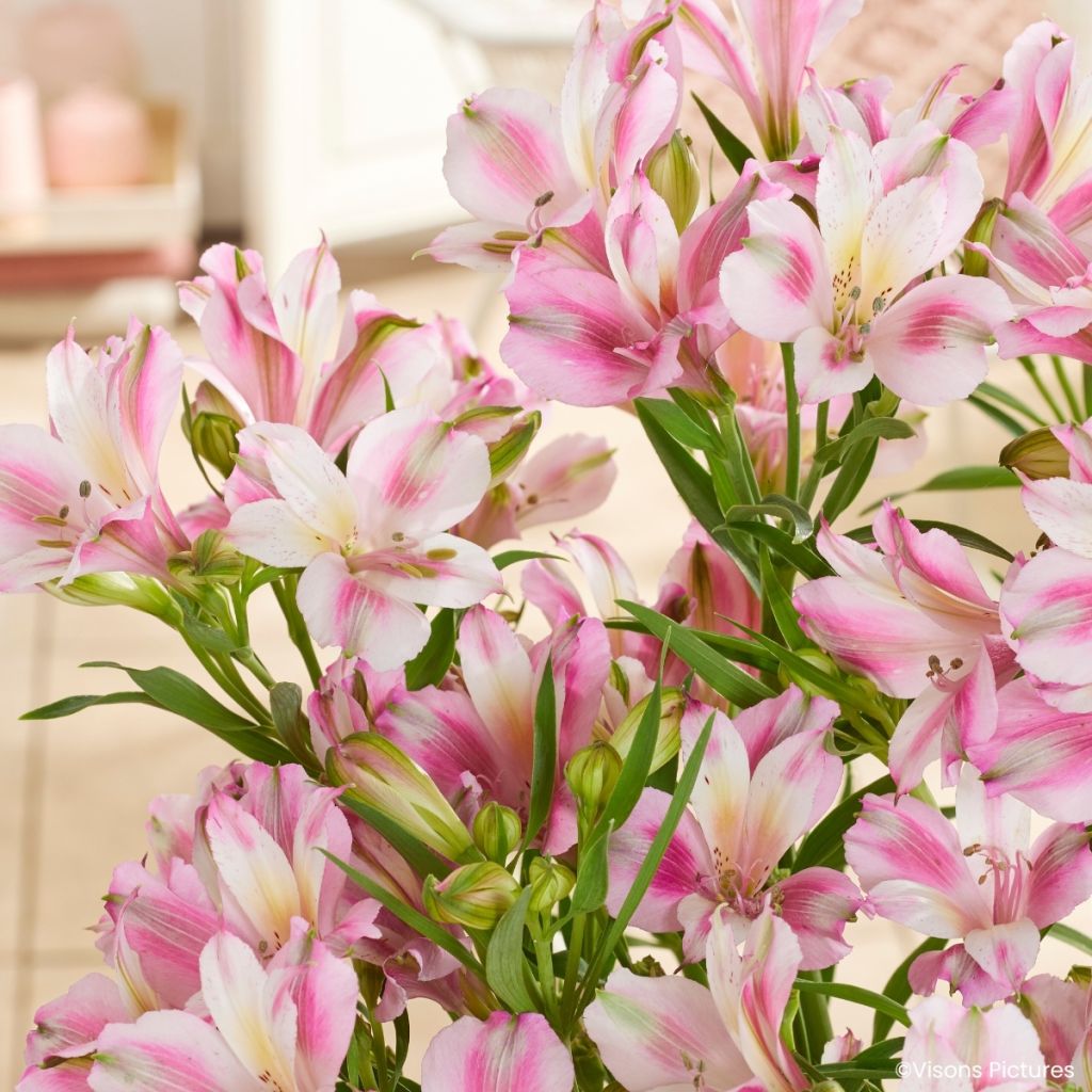 Alstroemeria Duchesses d'Anjou Emilie - Incalelie