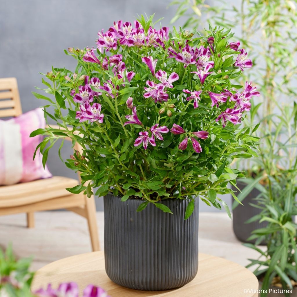 Alstroemeria Duchesses d'Anjou Valentine - Incalelie