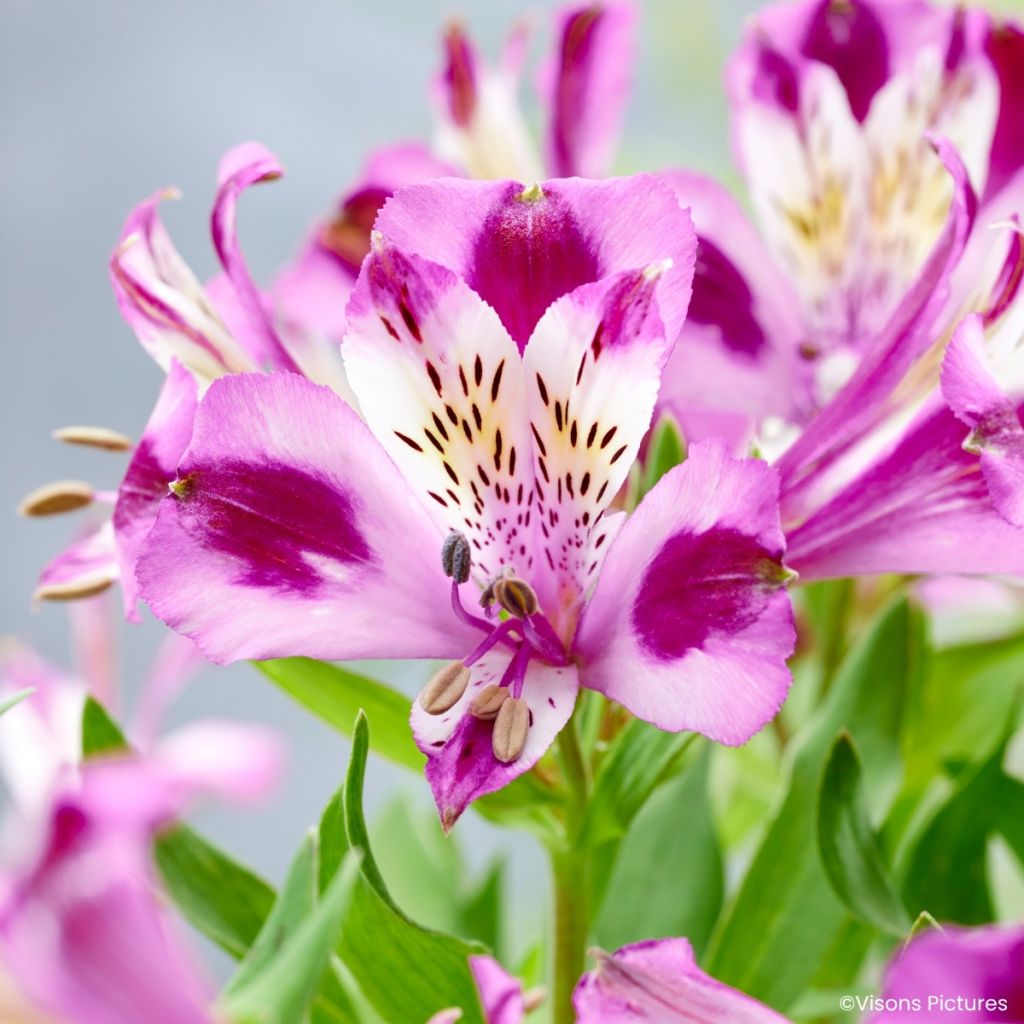 Alstroemeria Duchesses d'Anjou Valentine - Incalelie