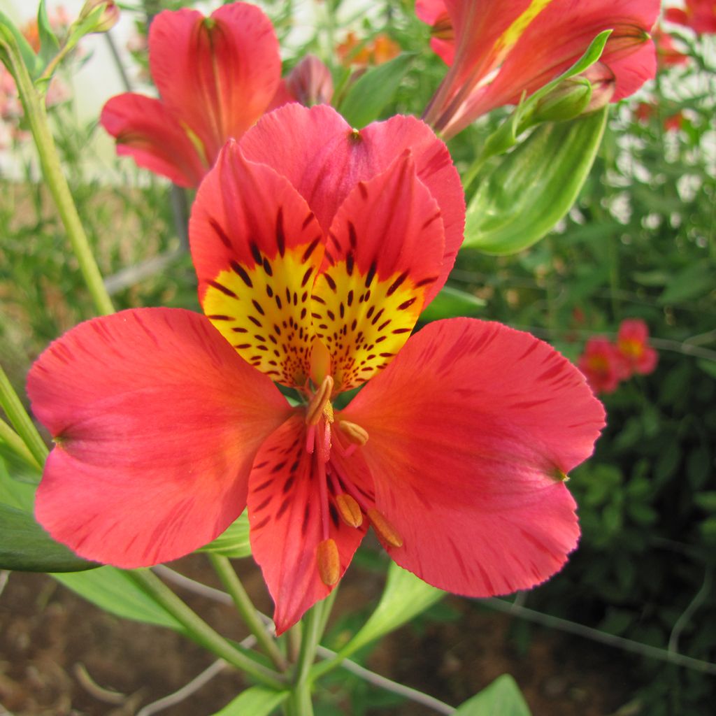 Alstroemeria Majestic Authion - Incalelie