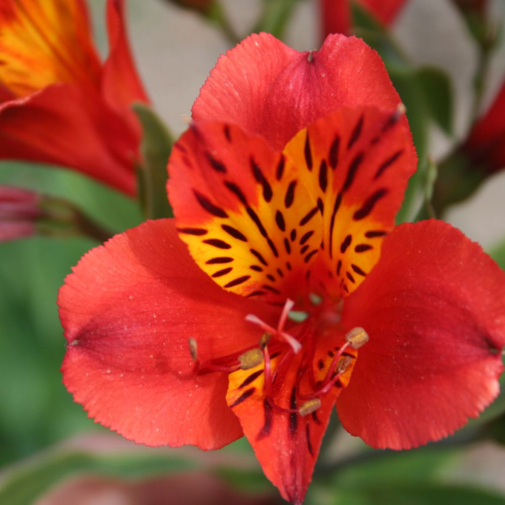 Alstroemeria Majestic Longue - Incalelie