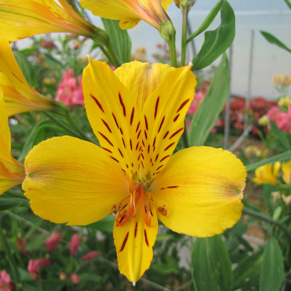 Alstroemeria Majestic Serrant - Incalelie