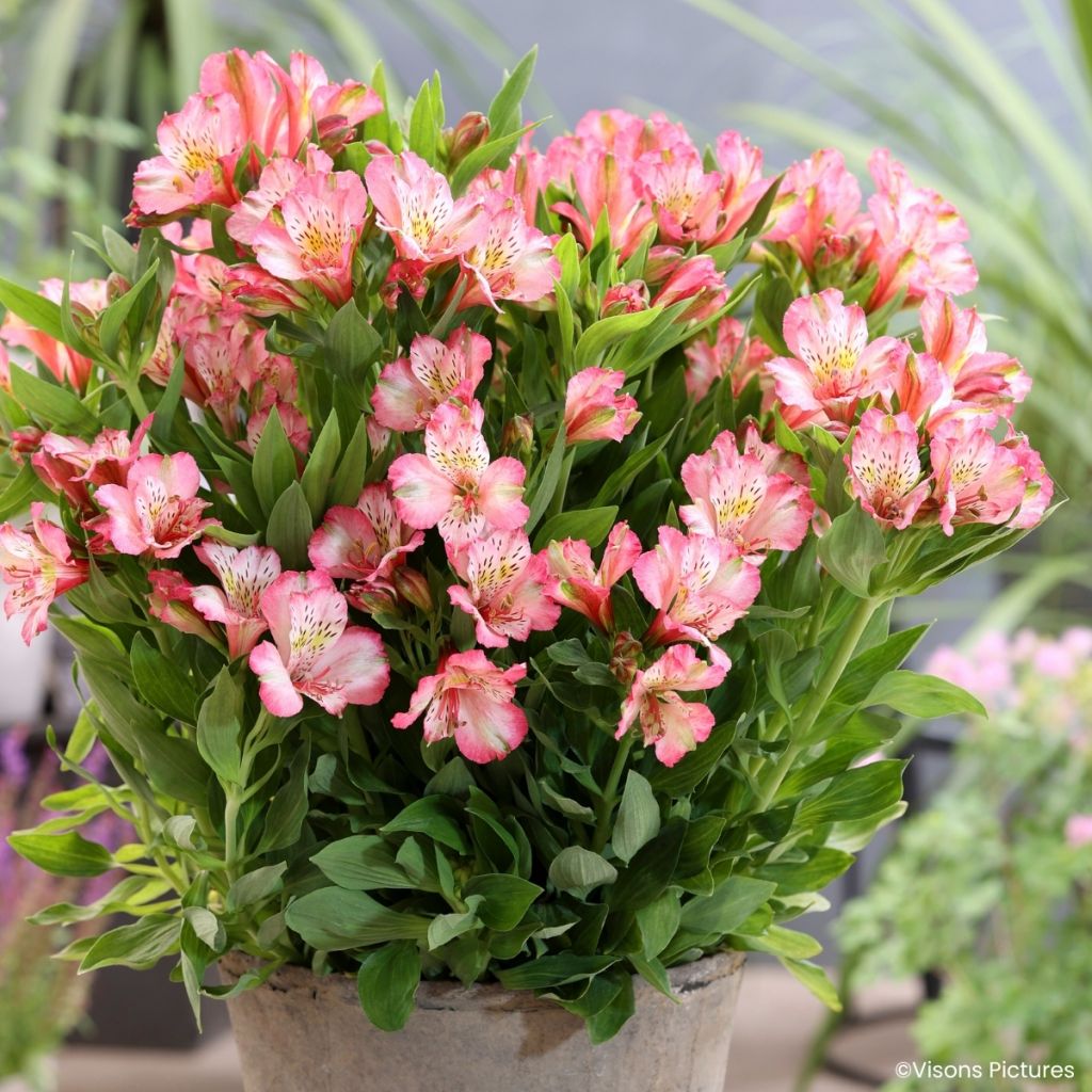 Alstroemeria Pitchounes Charlotte - Incalelie