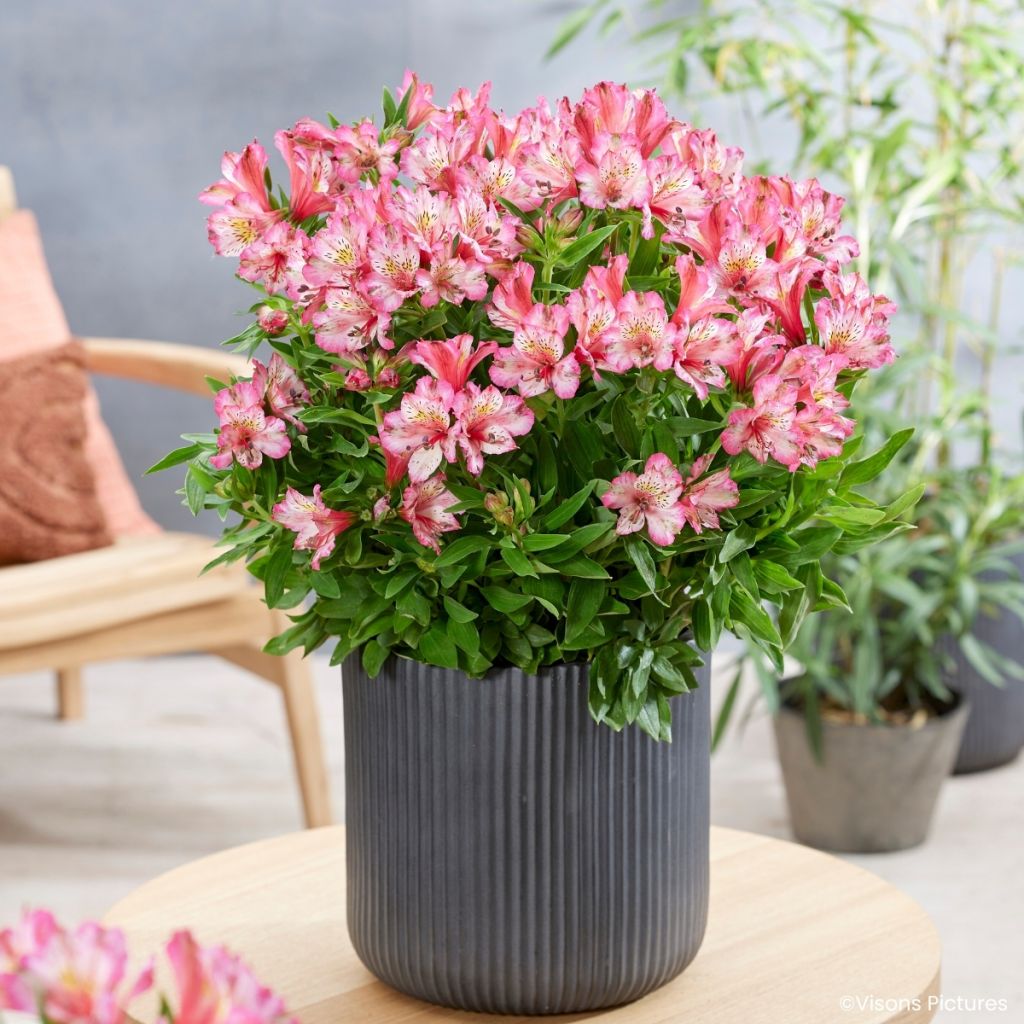 Alstroemeria Pitchounes Charlotte - Incalelie