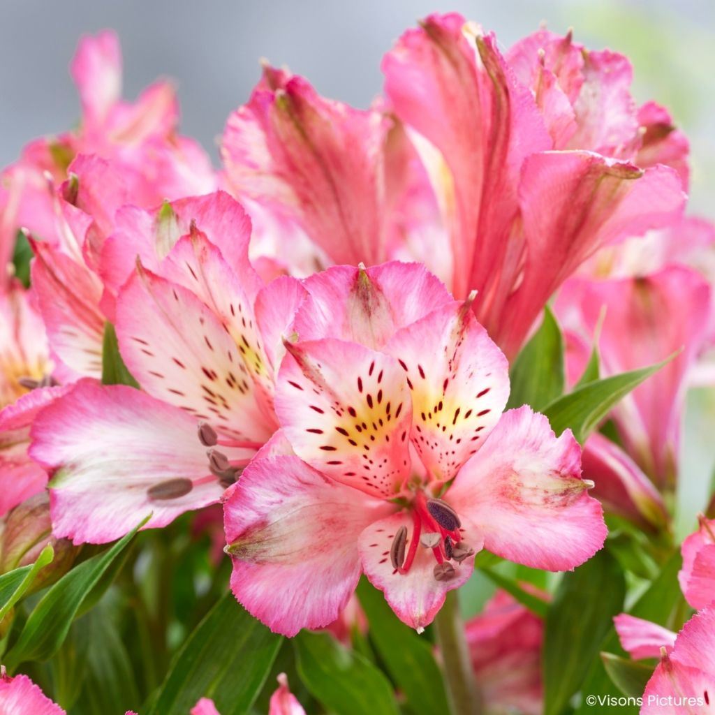 Alstroemeria Pitchounes Charlotte - Incalelie