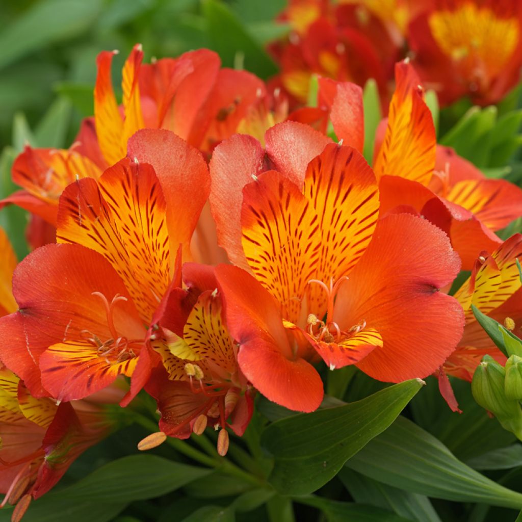 Alstroemeria Inca Classic - Incalelie