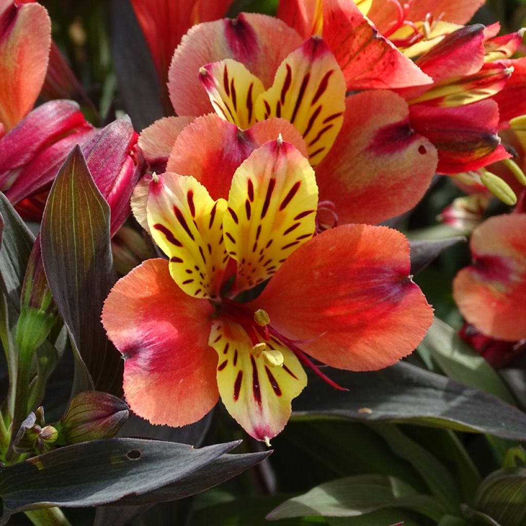 Alstroemeria Indian Summer - Incalelie