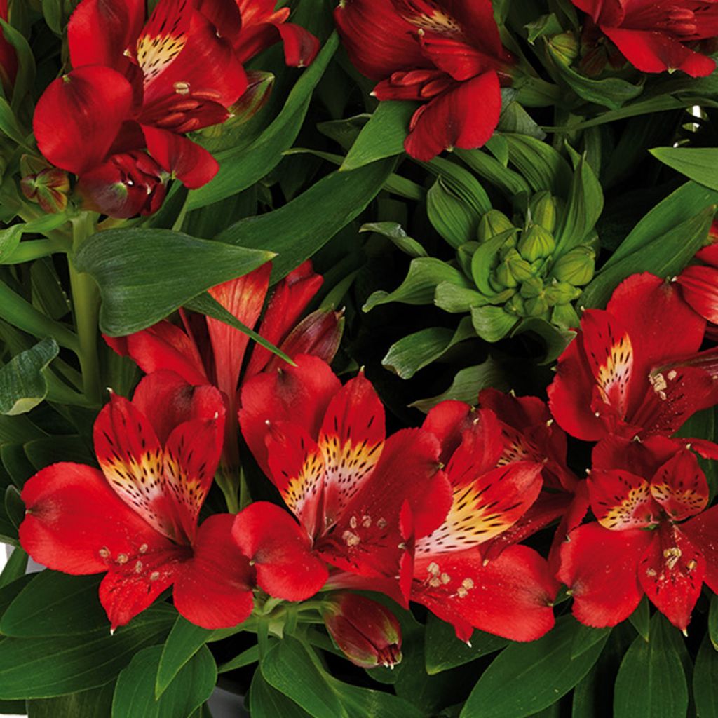 Alstroemeria Inticancha Doba - Incalelie