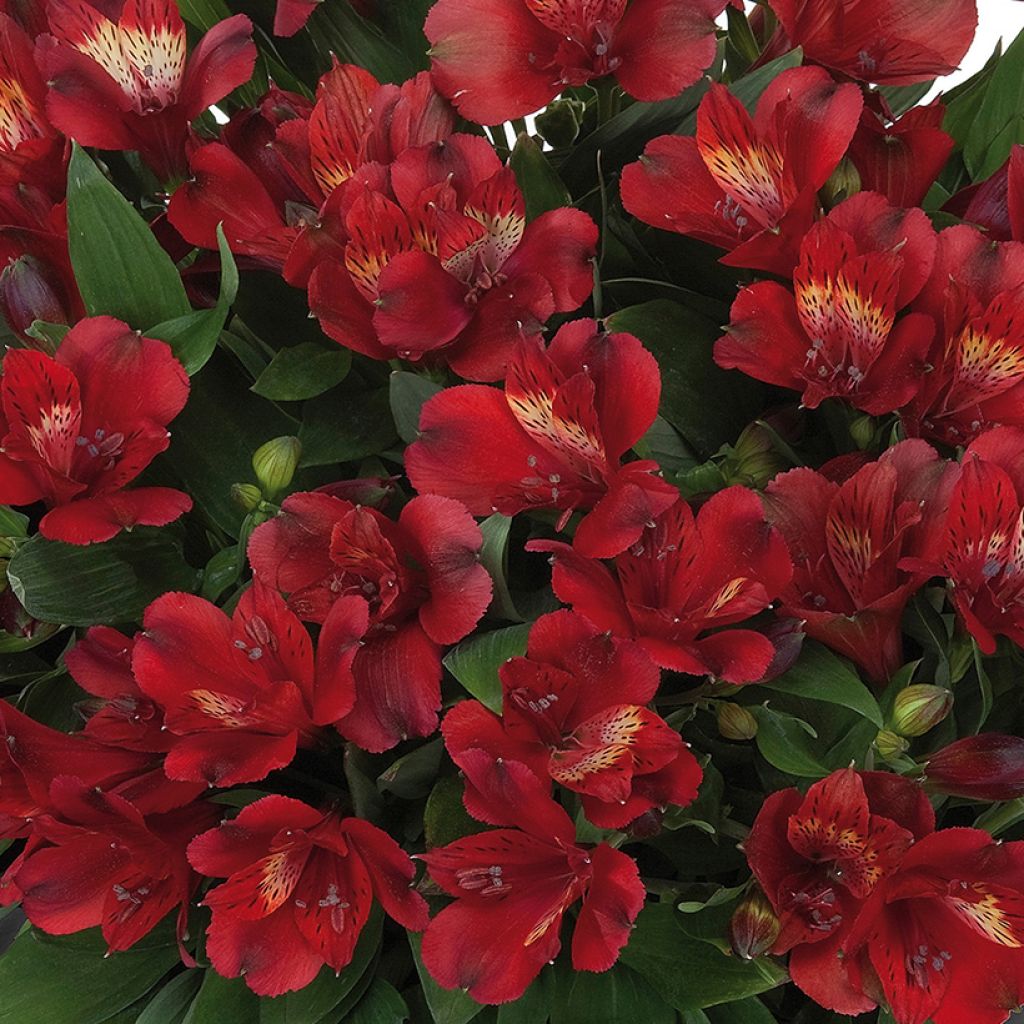 Alstroemeria Inticancha Doba - Incalelie