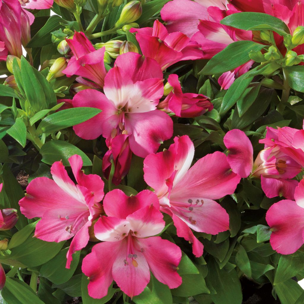 Alstroemeria Inticancha Romance - Incalelie