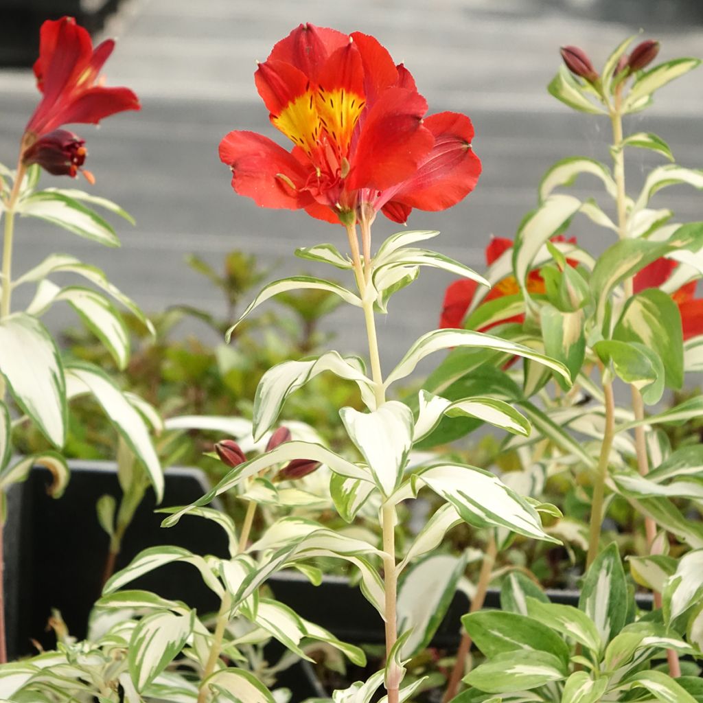 Alstroemeria Rockn roll - Incalelie