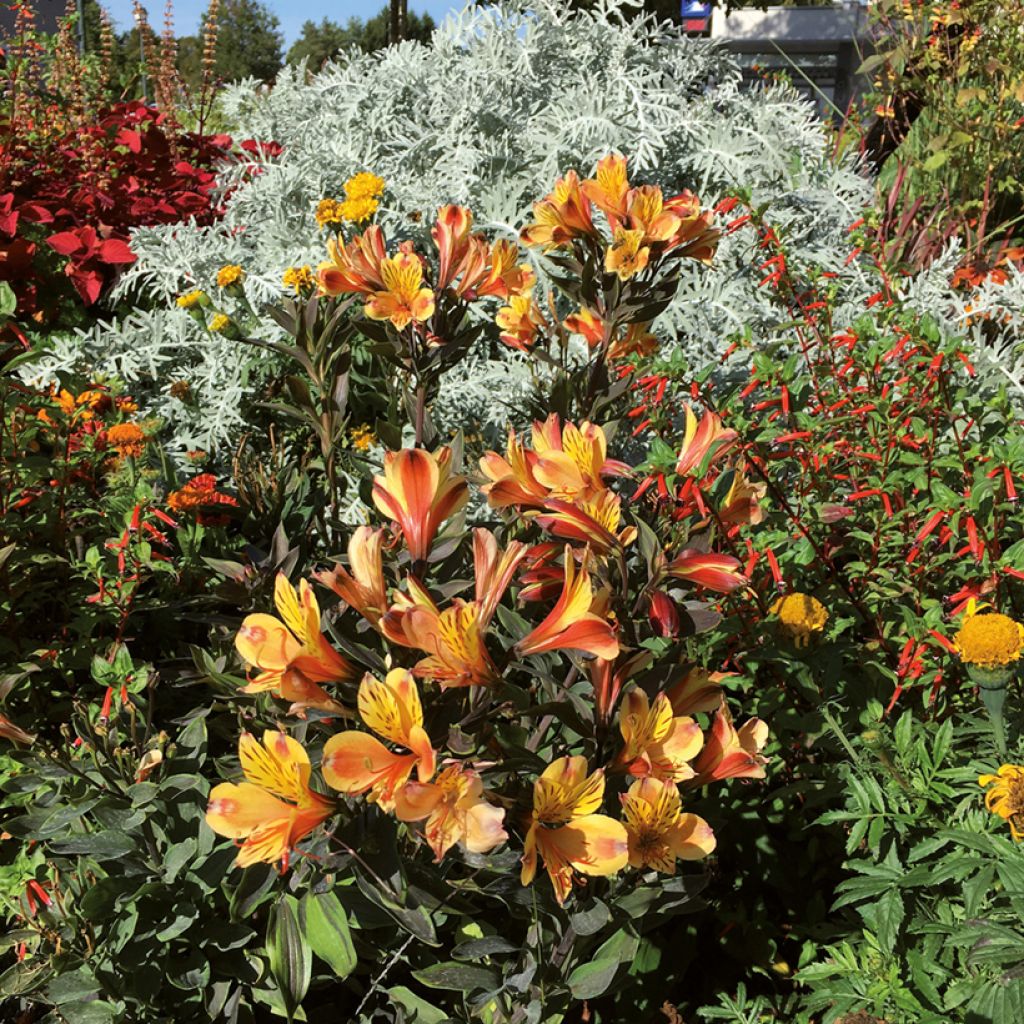 Alstroemeria Summer Breeze - Incalelie