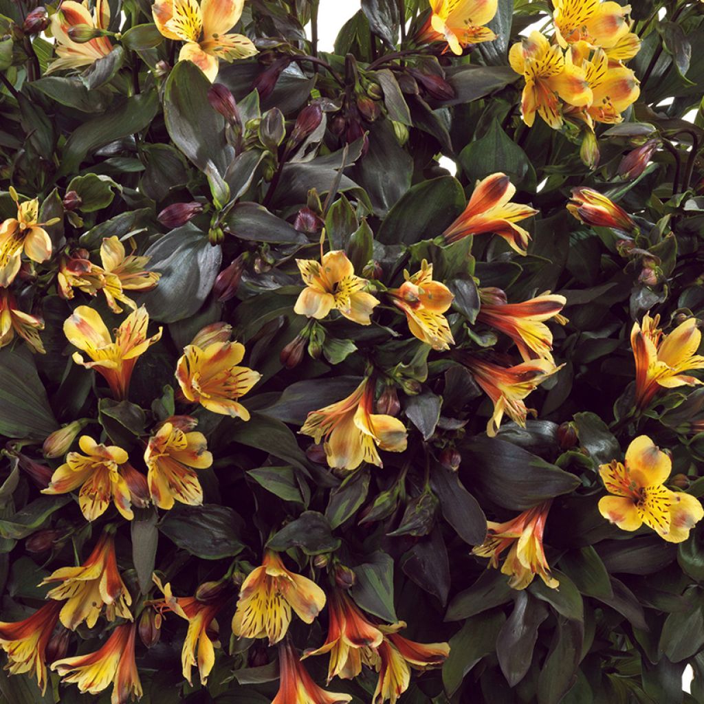 Alstroemeria Summer Breeze - Incalelie