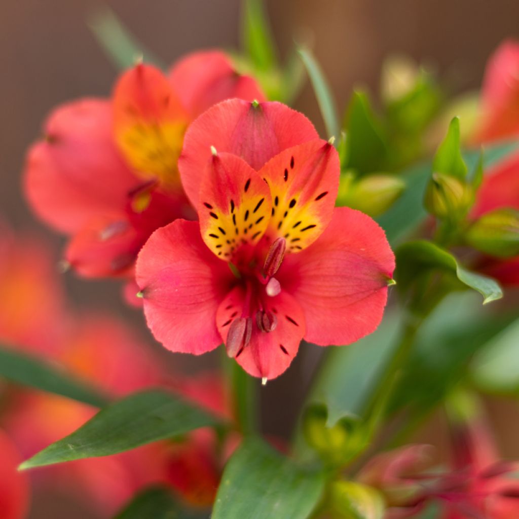 Alstroemeria Summer Paradise Summer Holiday - Incalelie