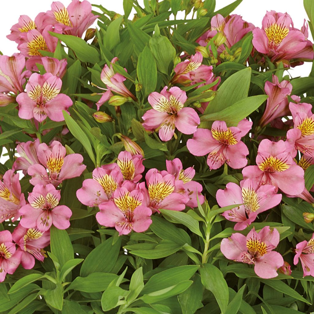 Alstroemeria Summer Rose - Incalelie