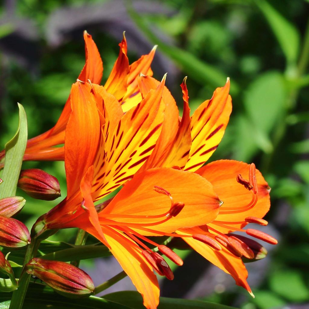 Alstroemeria aurantiaca Orange King - Incalelie