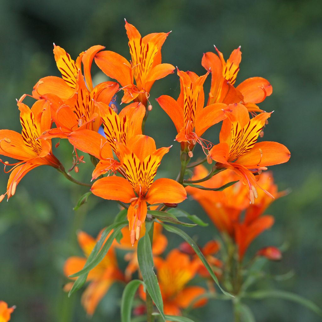 Alstroemeria aurantiaca Orange King - Incalelie