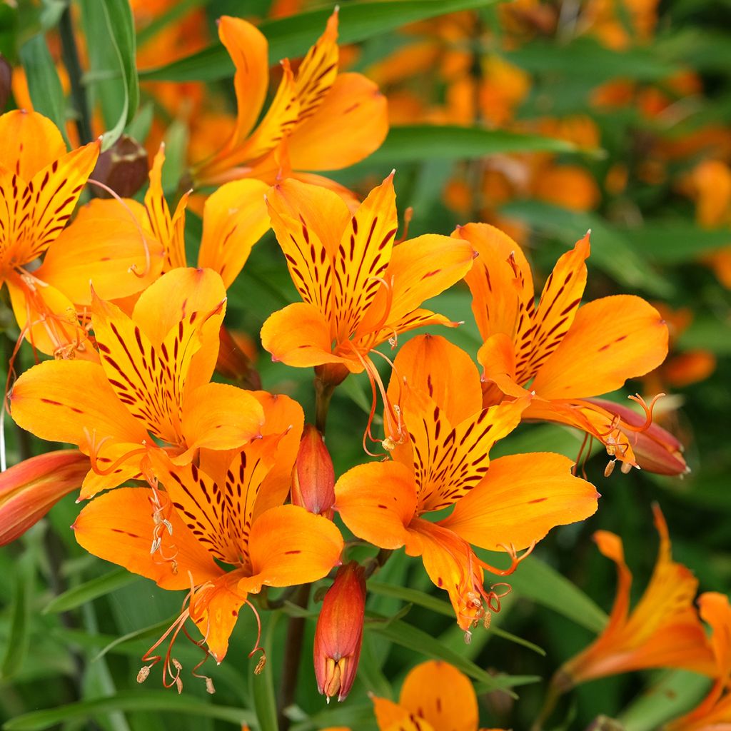 Alstroemeria aurantiaca Orange King - Incalelie