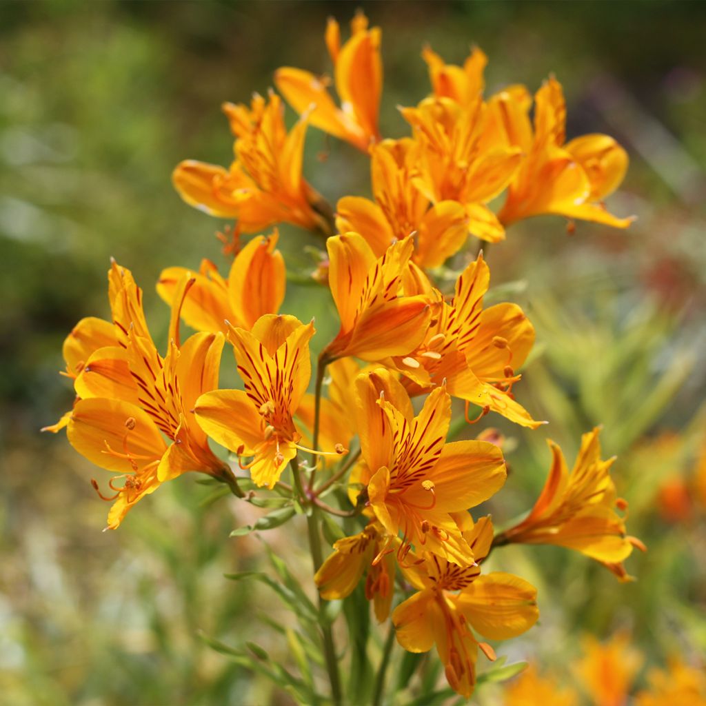 Alstroemeria aurantiaca Orange King - Incalelie