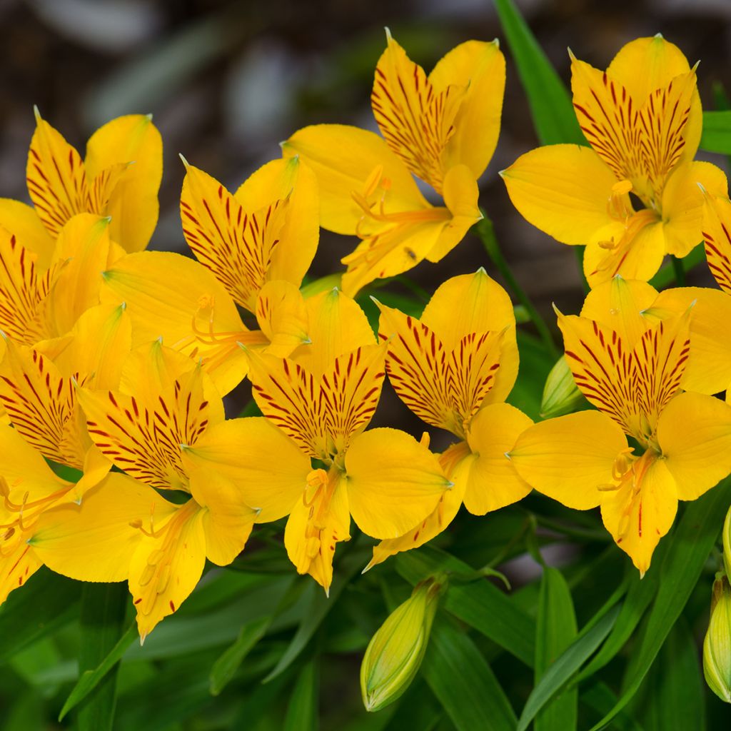 Alstroemeria aurea Lutea - Incalelie