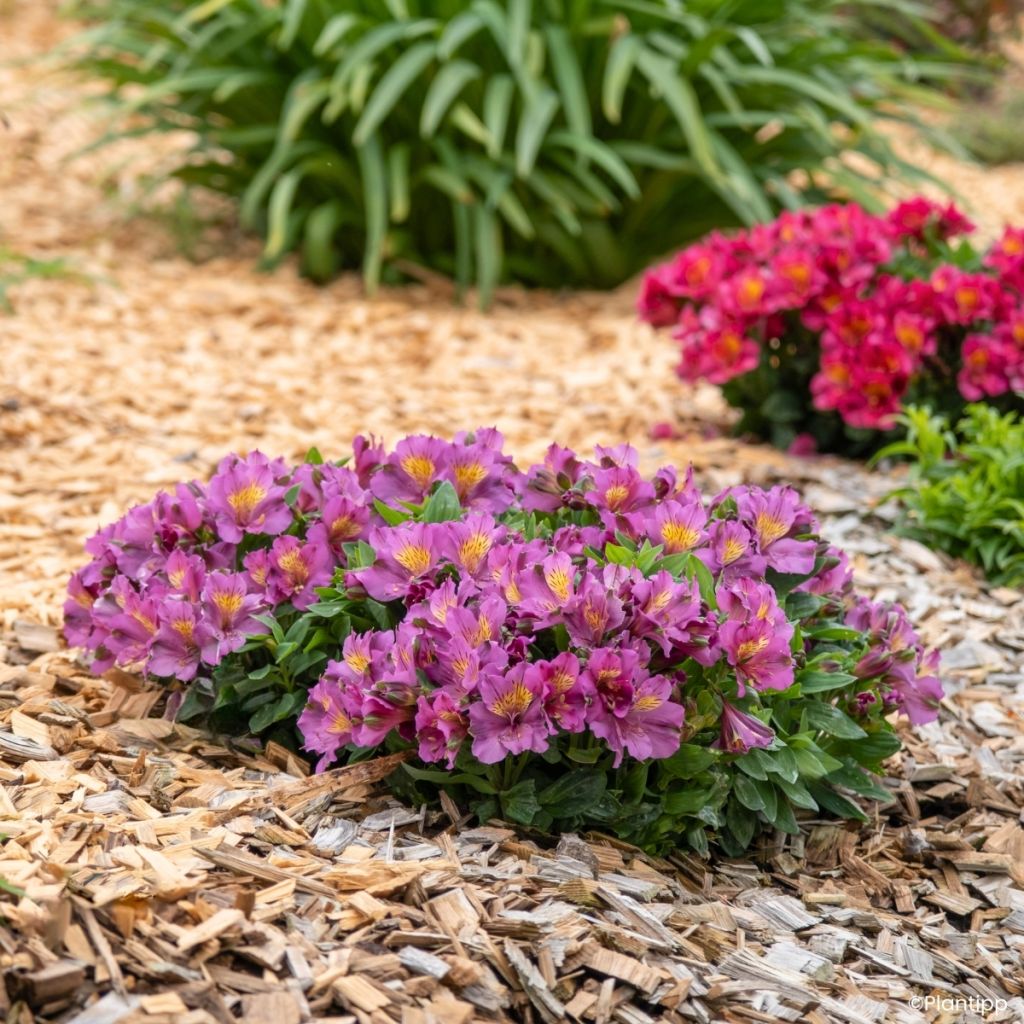 Alstroemeria Incalys Purple - Incalelie