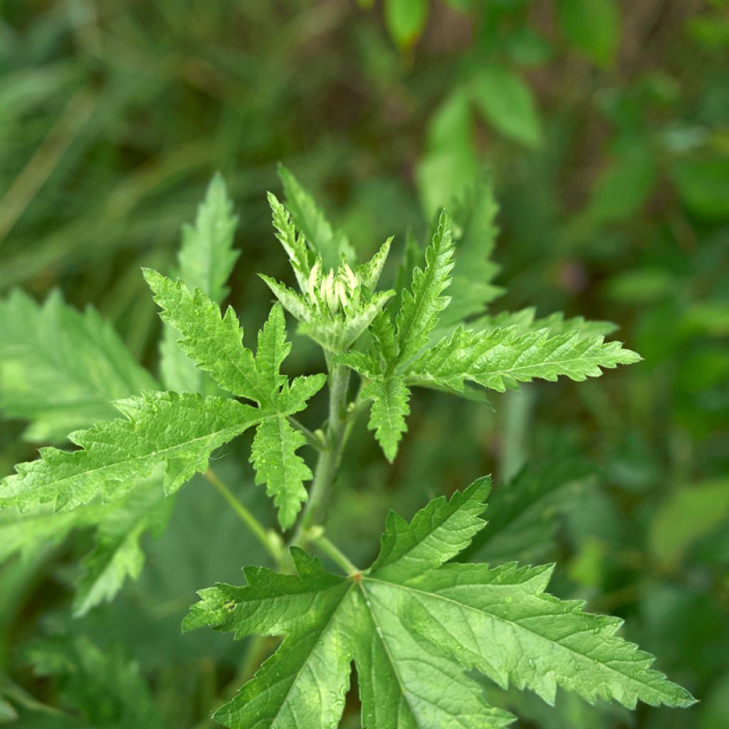 Althaea cannabina - Hennepbladstokroos