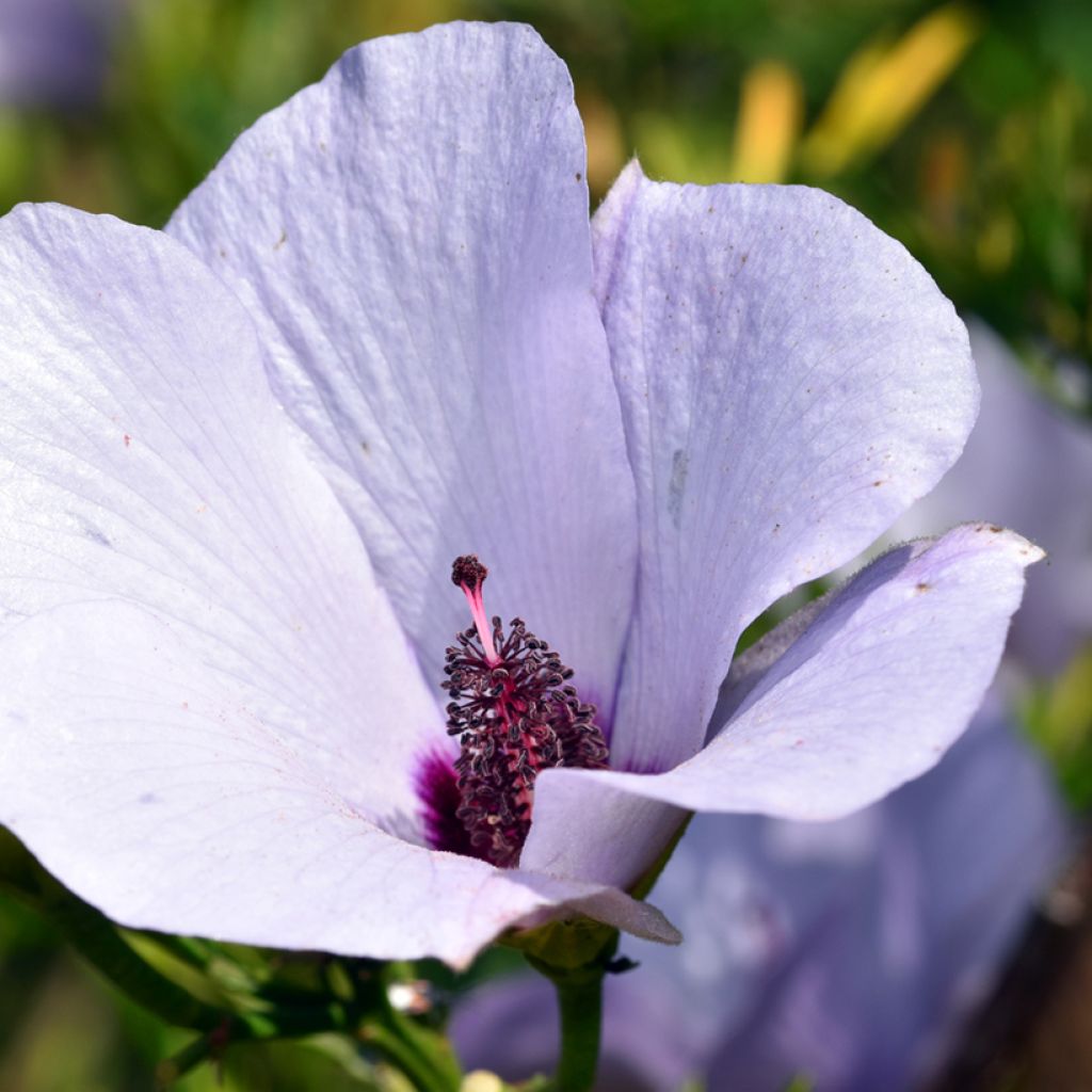 Alyogyne cuneiformis - Australische hibiscus