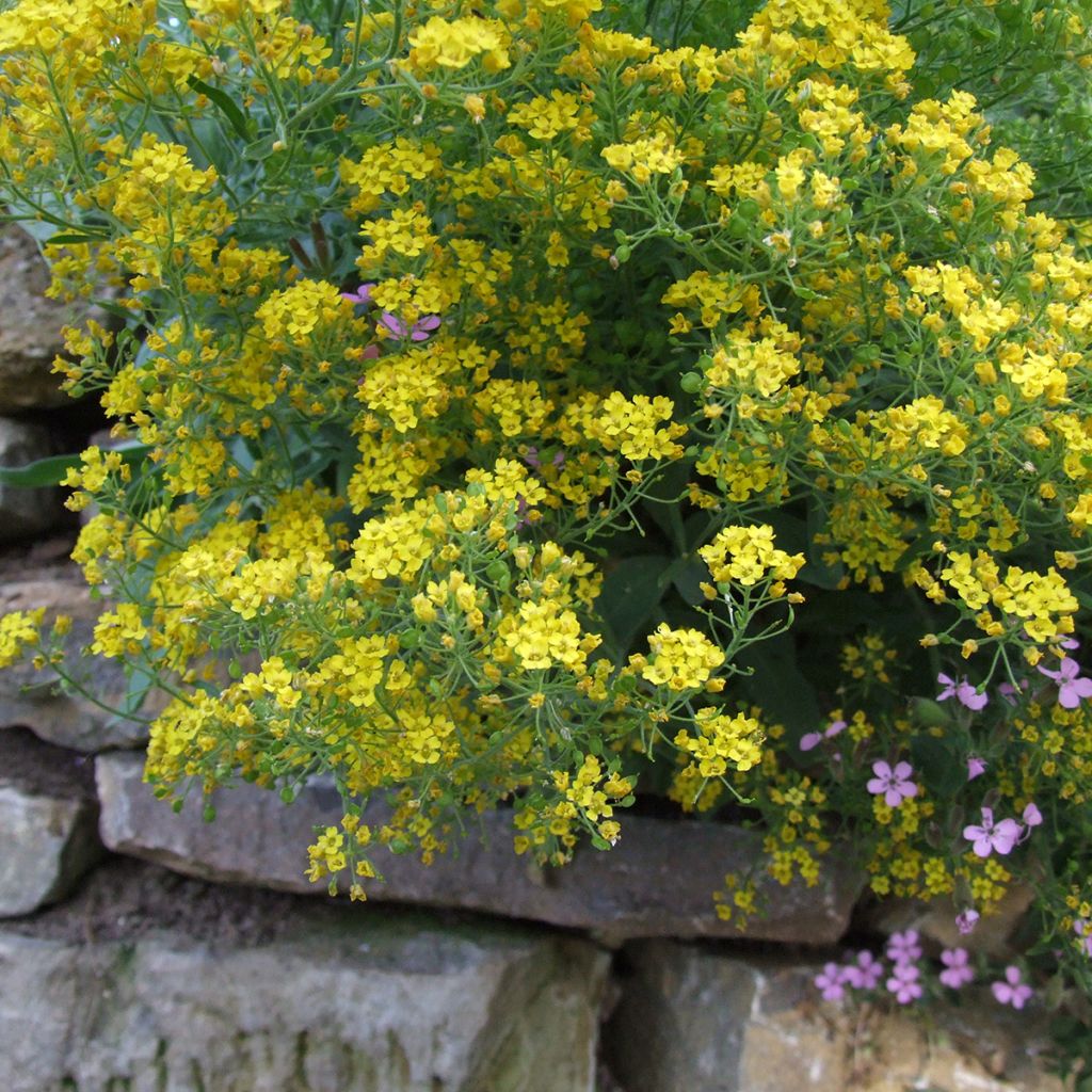 Alyssum montanum Berggold - Schildzaad
