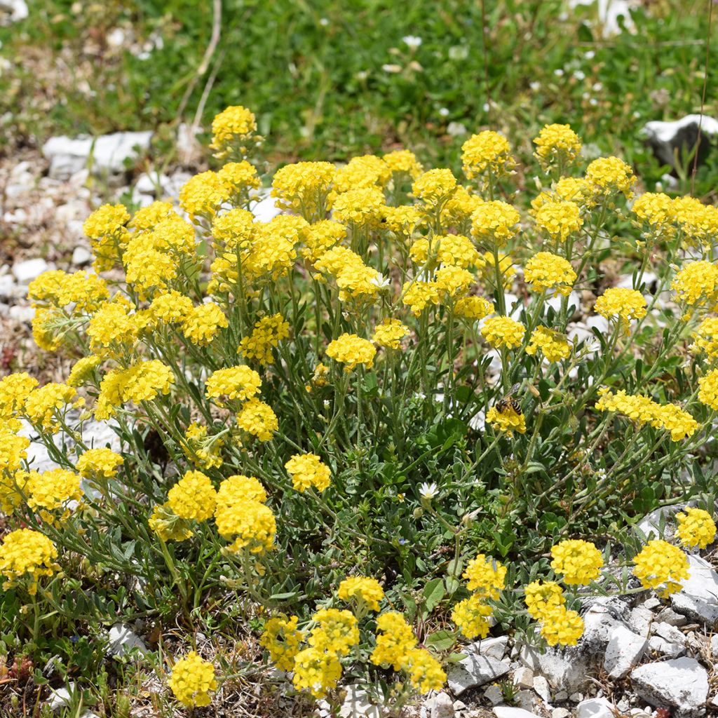 Alyssum montanum Berggold - Schildzaad