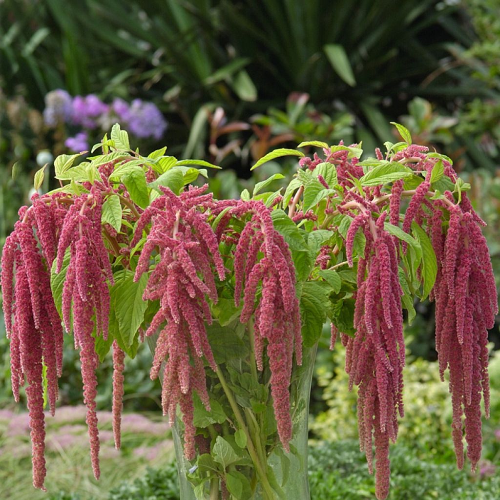 Amaranthus Coral Fountain (zaad) - Kattenstaartamarant