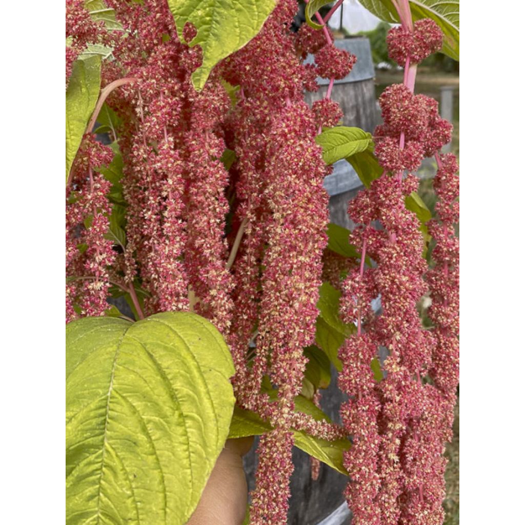 Amaranthus Coral Fountain (zaad) - Kattenstaartamarant