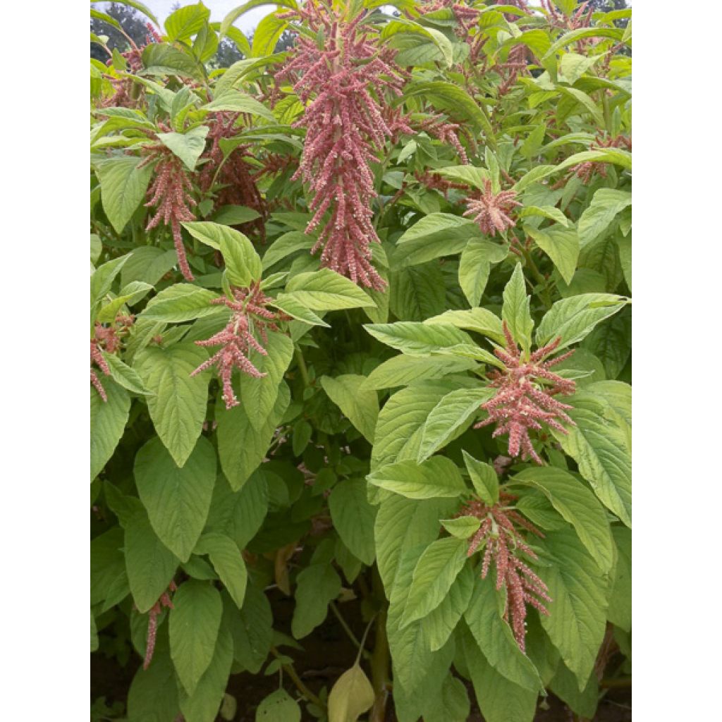 Amaranthus Coral Fountain (zaad) - Kattenstaartamarant