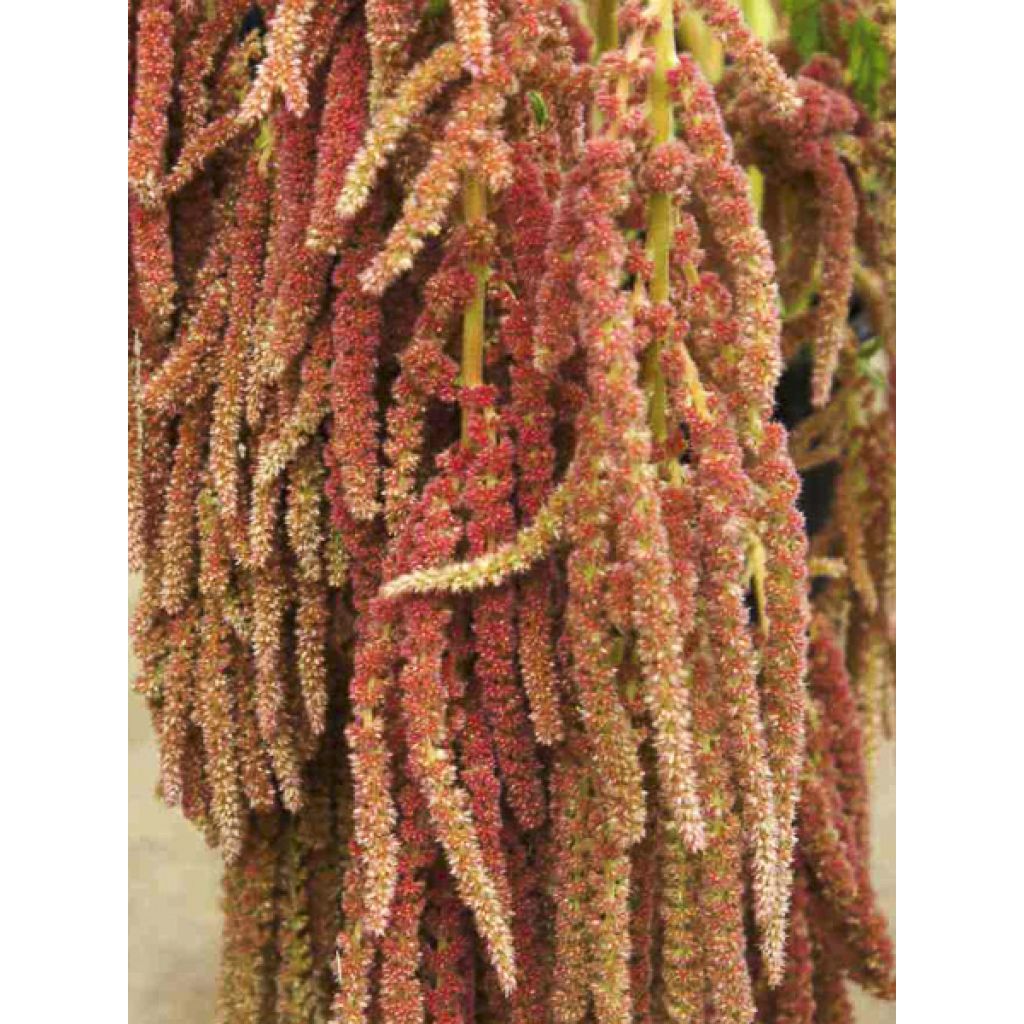 Amaranthus Coral Fountain (zaad) - Kattenstaartamarant