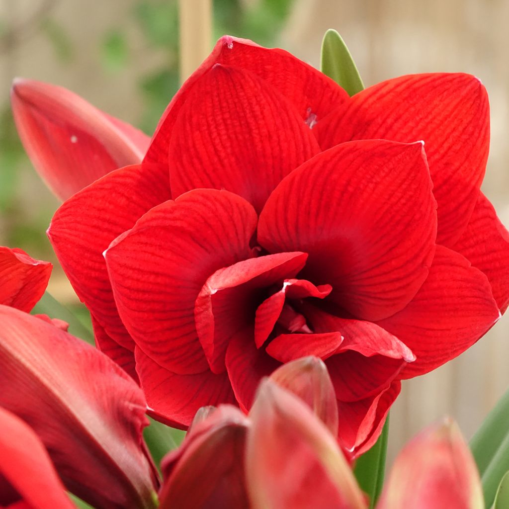 Amaryllis Double Dragon - Hippeastrum